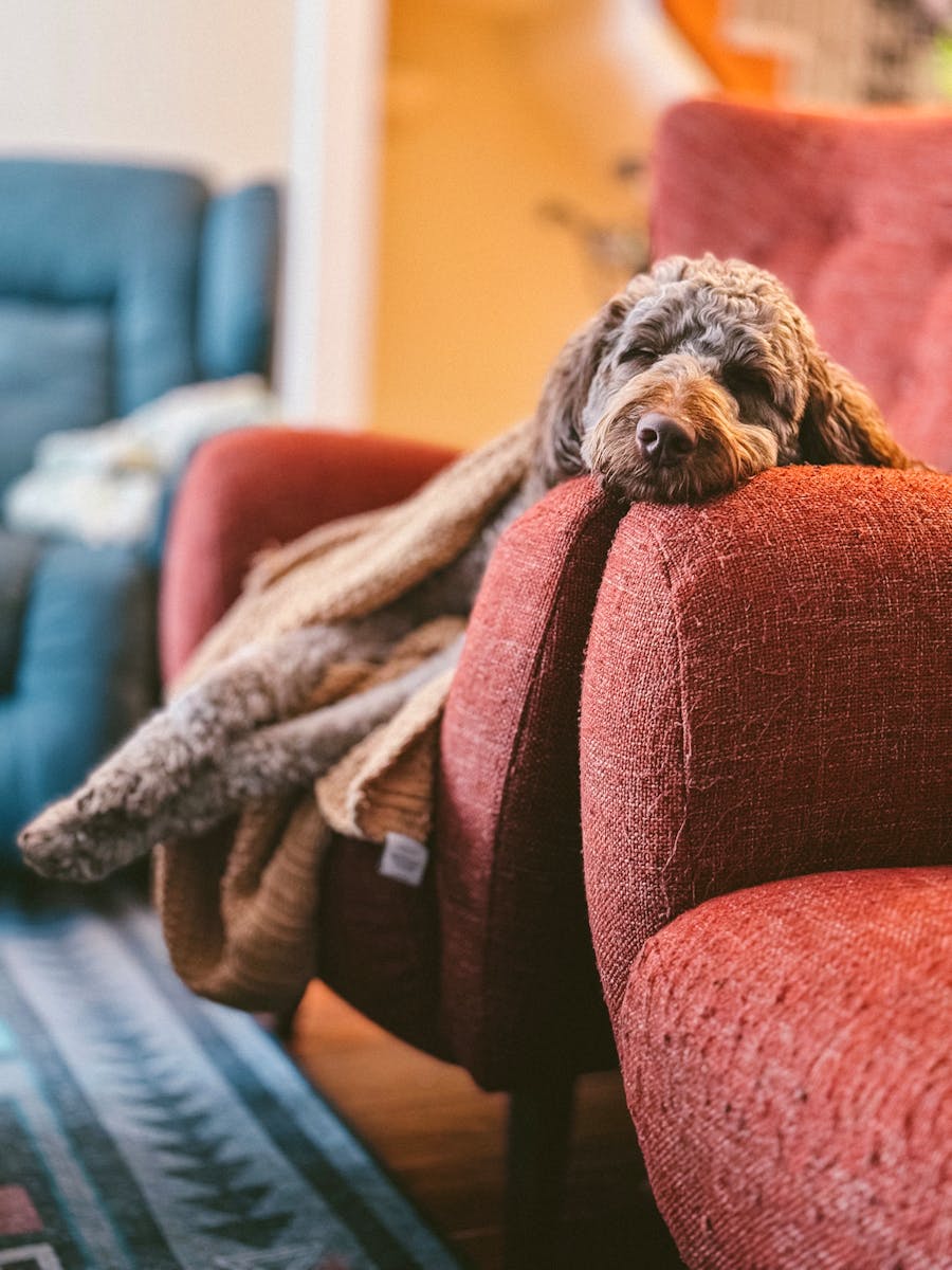 A dog laying on a red couch with a blanket